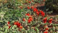 Wide shot of a bright red sturt`s desert pea growing on the ground