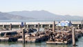 Wide shot of california sea lions at pier 39 in san francisco Royalty Free Stock Photo