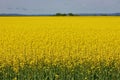 Wide Shot of Canola Field or Rapeseed Farm on a Breezy and Sunny Day Royalty Free Stock Photo