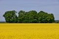 Wide Shot of Canola Field or Rapeseed Farm on a Breezy and Sunny Day Royalty Free Stock Photo