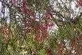 Wide shot of cornelian cherry with blurry dark green leaves background Royalty Free Stock Photo