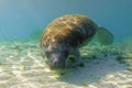 Wide shot of a curious West Indian Manatee turning to check out the diver with a camera