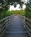 Wooden bridge in the forest