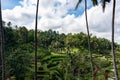 Wide shot of the emerald green Tegallalang Rice Terraces in Bali, Indonesia surrounded by palm trees Royalty Free Stock Photo