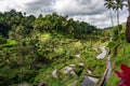 Wide shot of the emerald green Tegallalang Rice Terraces in Bali, Indonesia surrounded by palm trees Royalty Free Stock Photo