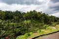 Wide shot of the emerald green Tegallalang Rice Terraces in Bali, Indonesia surrounded by palm trees Royalty Free Stock Photo