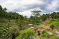 Wide shot of the emerald green Tegallalang Rice Terraces in Bali, Indonesia surrounded by palm trees Royalty Free Stock Photo