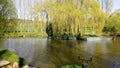 A wide shot of a fishing lake with a draping willow tree on the centre island in summer