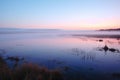 wide shot of fog hanging low over marshland at dawn