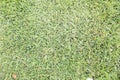 Wide Shot of Freshly Mowed Green Grass Lawn Background Royalty Free Stock Photo