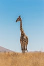 A wide shot of a Giraffe standing tall in the dry grassland with a blue sky in Pilanesberg National Park. Royalty Free Stock Photo