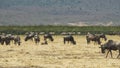 Wide shot of a herd of wildebeest feeding at ngorongoro crater