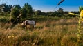 Wide shot of a horse eating grass in a grass field under the beautiful sky Royalty Free Stock Photo