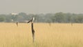 Wide shot of Laggar or lugger falcon or Falco jugger perched with an eye contact on winter morning drive at at tal chhapar