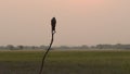 Wide shot of Laggar or lugger falcon or Falco jugger perched with an eye contact on winter morning sunrise light at tal chhapar