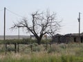 Leafless tree outside the remains of a dilapidated building at Glenrio ghost town, one of western America`s ghost