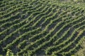 Vineyards of the Veneto valleys, Italy Royalty Free Stock Photo