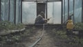 Wide shot of old Caucasian male farmer watering plants in hothouse. Side view portrait of senior man pouring water on