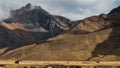 Wide shot of a Peruvian farmer herding alpaca high in the Andes mountains Royalty Free Stock Photo