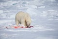 Wide shot of polar bear, male, eating a seal Royalty Free Stock Photo