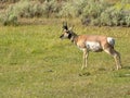 Wide shot of a pronghorn antelope in yellowstone national park Royalty Free Stock Photo