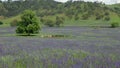 wide shot of purple paterson's curse flowers in a farm field