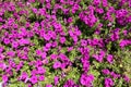 Wide Shot of Purple Petunias in Garden Background