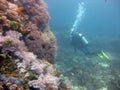 Wide shot of a scuba diver wearing diving suit and equipment swimming near coral reefs Royalty Free Stock Photo