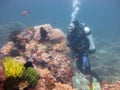 Wide shot of a scuba diver wearing diving suit and equipment swimming near fish on coral reefs