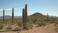 Wide shot of several saguaro cactus and the ajo mnts in arizona Royalty Free Stock Photo