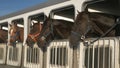 Wide shot of several horses in a trailer near quartzite