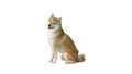 Beautiful shiba inu puppy sitting on white background. Royalty Free Stock Photo