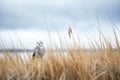 wide shot of snowy owl in a vast snowy field under grey skies