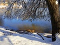 Tree with its branches and twigs covered with ice and snow by the pond Royalty Free Stock Photo