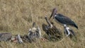 Wide shot of vultures feeding on a dead zebra in masai mara Royalty Free Stock Photo