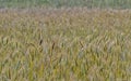 Wide shot of wheat farm at an indian village Royalty Free Stock Photo