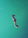 Wide shot of wild White`s Seahorse Hippocampus Whitei swimming blue-green sea in Watsons Bay, Sydney, Australia