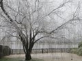 Wide shot of a Willow tree near a pond covered with snow and icicles