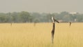 Wide shot with zoom out effect of Laggar or lugger falcon or Falco jugger perched with an eye contact on winter morning drive at