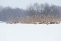 Wide snow meadow with road and two birches in cloudy day. Winter field with forest and frozen trees. Winter landscape Royalty Free Stock Photo