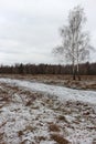 Wide snow meadow with road and two birches in cloudy day. Winter field with forest and frozen trees. Winter landscape. Royalty Free Stock Photo