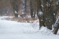 Wide snow meadow with road and two oaks in cloudy day. Winter field with forest and frozen trees. Winter landscape. Cold Royalty Free Stock Photo