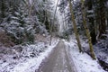 A wide snowy trail in the forest with no people, with ferns and pine and cedar trees. This is in Vancouver, in the endowment land