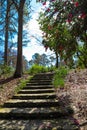 A wide stone staircase up a hill surrounded by trees with pink flowers and lush green plants and trees and bare winter trees Royalty Free Stock Photo