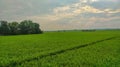 wide stretches of green rice fields in the afternoon, side by side with lush trees Royalty Free Stock Photo