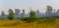 wide summer forest glade in mist