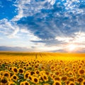 Wide sunflower field under blue cloudy sky at the sunset Royalty Free Stock Photo