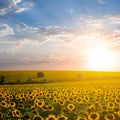 wide sunflower field under blue cloudy sky at the sunset Royalty Free Stock Photo