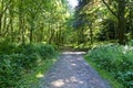 Footpath through the woodsin the spring sunshine. Royalty Free Stock Photo
