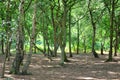 A wide sunlit footpath passes between oak and silver birch trees in Sherwood Forest Royalty Free Stock Photo